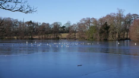 Waterfowl-and-Gulls-perched-on-ice-covered-Lake