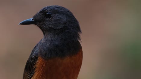 Portrait-of-this-bird-as-the-camera-zooms-out-sliding-while-facing-to-the-left,-White-rumped-Shama-Copsychus-malabaricus,-Thailand