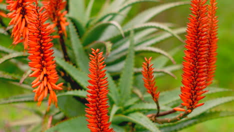 Statische-Ansicht-Des-Leuchtend-Orangefarbenen-Blütenstandes-Der-Aloe-Vera-Pflanze,-Der-Im-Wind-Schwankt