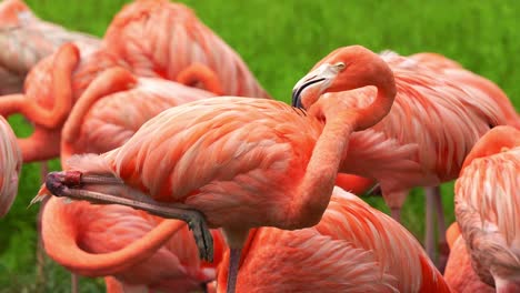 Amerikanischer-Flamingo,-Phoenicopterus-Ruber,-Steht-Mit-Einem-Fuß,-Putzt-Und-Pflegt-Sein-Lebhaftes-Gefieder,-Nahaufnahme-Einer-Exotischen-Vogelart