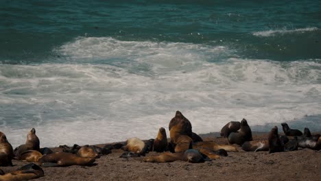 Eine-Gruppe-Südlicher-Seelöwen-Schläft-Und-Sonnt-Sich-An-Der-Küste-Der-Halbinsel-Valdes,-Chubut,-Argentinien