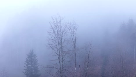 Aerial-orbit-view-around-tall-trees-in-a-magical-misty-mountain-forest