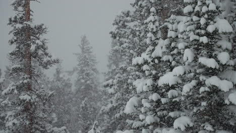 Backcountry-Berthoud-Pass-Colorado-Super-Zeitlupe-Schneefall-Verschneit-Frühling-Winterwunderland-Schneesturm-Weiß-Draußen-Tiefer-Schnee-Pulverschnee-Auf-Kiefern-Nationalwald-Rocky-Mountains-Statische-Aufnahme