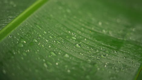 Fresh-rain-droplets-on-green-tropical-leave,-macro-shot