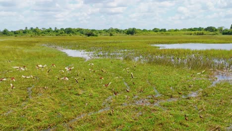 Tranquilos-Humedales-De-Arauca-Con-Vibrante-Vegetación-Y-Agua-Bajo-Un-Cielo-Azul