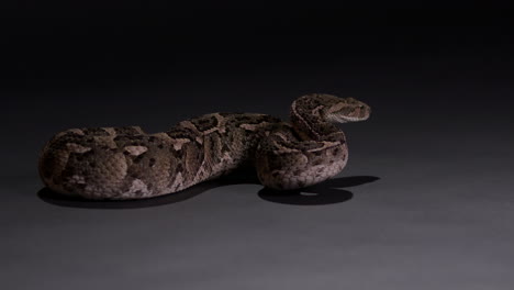 La-Serpiente-De-La-Víbora-Se-Pone-A-La-Defensiva---Tiro-Amplio-Aislado-Sobre-Fondo-Gris