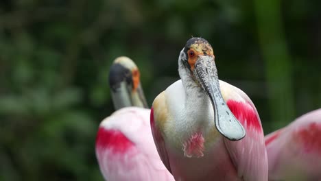 Exotic-roseate-spoonbill,-platalea-ajaja-with-striking-pink-plumage,-perched-stationary,-staring-at-the-camera,-close-up-shot-of-a-large-wading-bird-species