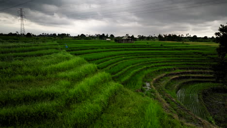 Rows-of-rice-field-on-different-tiers-along-slope,-Bali-countryside