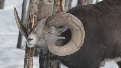 Portrait-Of-A-Bighorn-Dall-Sheep-In-Yukon-Nature-Park-In-Canada