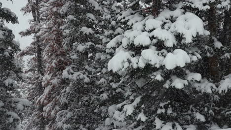 Berthoud-Pass,-Colorado,-Weihnachtsbäume,-Colorado,-Superzeitlupe,-Schneefall,-Verschneiter-Frühling,-Winterwunderland,-Schneesturm,-Weiß-Draußen,-Tiefer-Schnee,-Pulverschnee-Auf-Dem-Kiefern-Nationalwald,-Loveland,-Rocky-Mountain-Slide