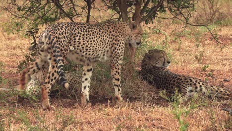 Drei-Gepardenbrüder-Ruhen-Sich-An-Einem-Regnerischen-Tag-Im-Krüger-Nationalpark-In-Südafrika-Gemeinsam-Unter-Einem-Kleinen-Baum-Aus