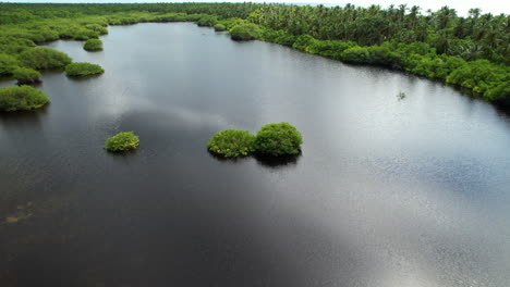 Plants-growing-in-natural-lake-on-tropical-island-named-Saona-in-Dominican-Republic