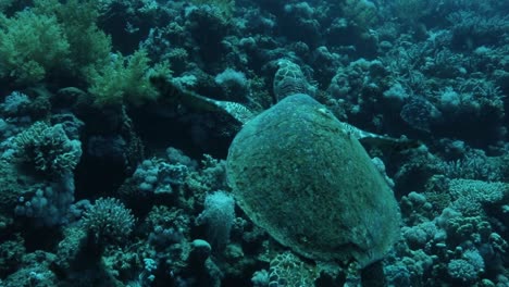 Tortuga-Junto-Al-Arrecife-De-Coral-Del-Mar-Rojo-De-Egipto-Filmada-En-4k