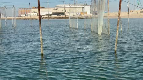 sea-wave-fishing-net-skill-of-hunting-living-fish-fisherman-traditional-concept-seaside-beach-coastal-marine-adventure-experience-fisherman-old-skill-fishing-arabian-culture-in-Iran-Qatar-UAE-emirates