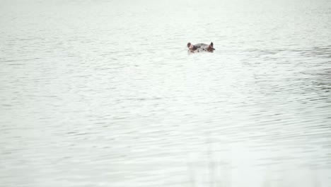 Hipopótamo-Sumergiéndose-En-El-Agua-En-La-Naturaleza