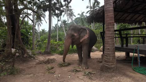 Elefantenfütterung-Im-Ko-Samui-Sanctuary,-Thailand