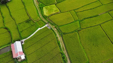 green-rice-terraces-on-Bali,-Indonesia,-with-traditional-huts-and-tropical-palm-tree-forest