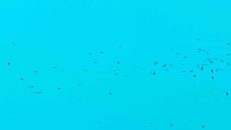Unzählige-Zugvögel-Kreisen-Vor-Dem-Aquamarinblauen-Himmel