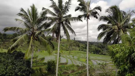 Flying-past-palm-trees-revealing-rice-field-terraces-in-a-valley
