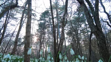 The-forest-floor-is-transformed-by-a-breathtaking-display-of-snowdrops,-showcasing-nature's-exquisite-charm