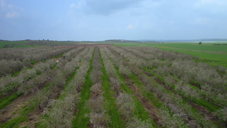 Diapositiva-Lenta-En-Toma-A-La-Derecha-De-Un-Vuelo-Sobre-Las-Flores-De-Un-Campo-De-Almendros,-Movimiento-Lento-De-Drones