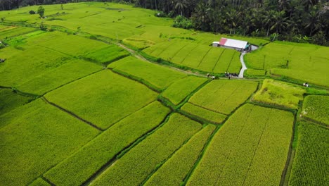 beautiful-Landscape-Of-Green-Rice-Fields-of-Ubud-village-in-Bali,-Indonesia---aerial-Drone-Shot