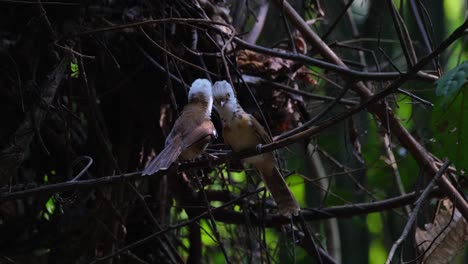 Two-individuals-facing-each-other-while-perched-on-a-branch-deep-into-some-thick-bare-branches,-Collared-Babbler-Gampsorhynchus-torquatus,-Thailand