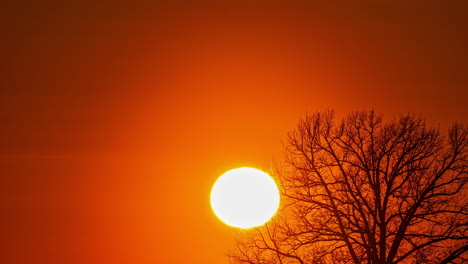 Big-sunset-timelapse,-closeup-of-sun-in-colorful-sky-through-bare-tree