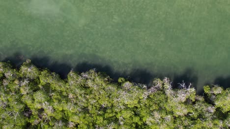 Aerial-top-down-view-of-a-mangrove-forest-beside-a-clear-lagoon,-gentle-motion