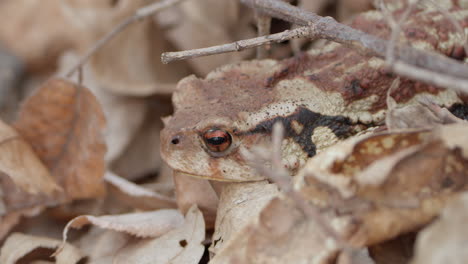 Asiatic-toad-or-Chusan-Island-toad-head-close-up-resting-in-fallen-leaves-in-forest-South-Korea