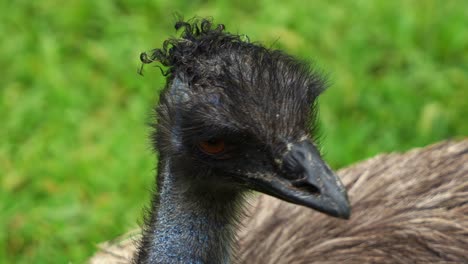 Emu,-Dromaius-Novaehollandiae,-Auf-Dem-Grasland-Gesichtet,-Neugierig-In-Der-Umgebung-Umherwandernd,-Nahaufnahme-Eines-Australischen-Flugunfähigen-Vogels