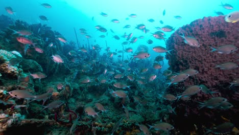 Banco-De-Peces-Nadando-Sobre-El-Fondo-Del-Mar-En-Busca-De-Comida.