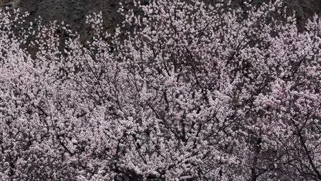 Aerial-shot-of-blossom-trees-in-Rakaposhi-view-point-at-Hunza-Nagar,-Pakistan