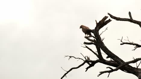 Steppe-buzzard-sitting-in-a-tree