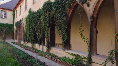 Vines-Growing-on-the-Walls-of-Inner-Yard-of-The-Dominican-Library-at-the-Dominican-Convent