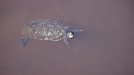 Schlammschildkröte-Im-Wasser-Mit-Kopf-über-Der-Oberfläche-In-Einem-Trüben-Teich-In-Florida