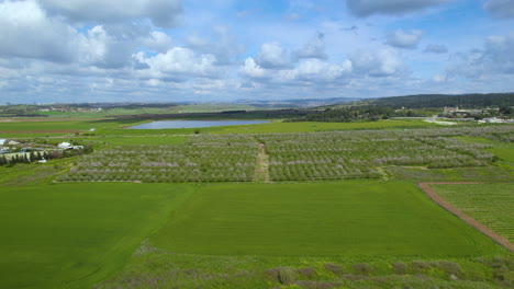 Huge-fields-of-almond-trees-about-to-blossom-near-a-reservoir,-a-cloudy-spring-day-with-vibrant-colors---Israel