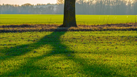 Tree-Shadows-Over-Fresh-Green-Meadows-In-The-Park-During-Sunrise