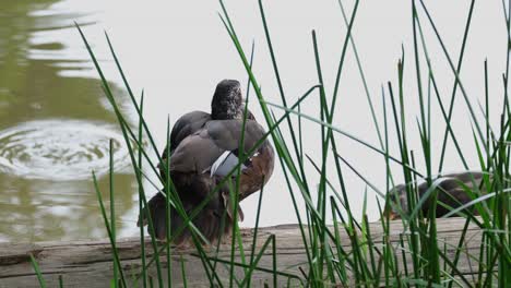 Visto-Detrás-De-La-Hierba-Mientras-Se-Acicala-Mientras-Otro-Pato-Se-Mueve-Hacia-La-Izquierda-Y-Hacia-Atrás,-El-Pato-De-Alas-Blancas-Asarcornis-Scutulata,-Tailandia