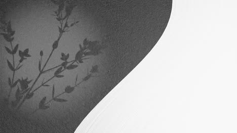 Grafik-Kunst-Animation-Eines-Geteilten-Bildschirms-Mit-Leerem-Weißen-Raum-Und-Einer-Blumenpflanze,-Die-Sich-In-Einer-Sanften-Sommerbrise-Auf-Einem-Schwarzgrauen-Hintergrund-In-Tropfenform-Bewegt