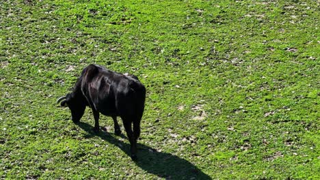Morning-shot-with-drone-at-a-short-orbital-distance-over-a-green-grass-meadow-where-an-adult-black-Avila-cow-from-sustainable-livestock-grazes-on-a-sunny-spring-day-in-Avila-Spain