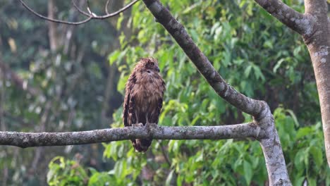 Seen-perched-on-a-branch-early-in-the-morning-then-shakes-its-feathers-to-get-rid-of-moist-from-its-body-collected-during-the-night-hunt,-Buffy-Fish-Owl-Ketupa-ketupu,-Thailand