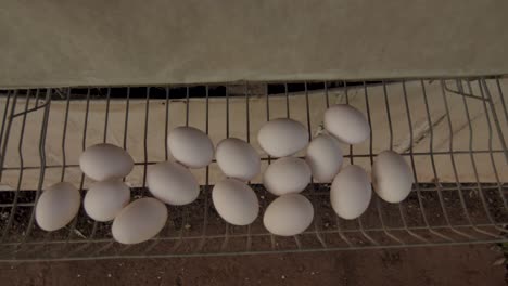 Freilandhaltung:-Weiße-Eier-Werden-In-Einem-Stall-Mit-Glücklichen-Hühnern-Auf-Einer-Farm-In-Brasilien-Produziert