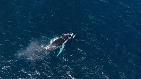 A-humpback-whale-swimming-in-the-clear-waters-of-samana-bay,-aerial-view