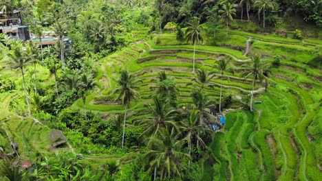 Vista-Aérea-Del-Pueblo-De-Tegalalang-Y-Terrazas-De-Arroz-En-Gianyar,-Bali,-Indonesia.