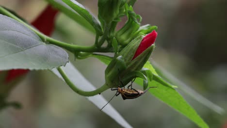 Insecto-Posando-En-Una-Flor