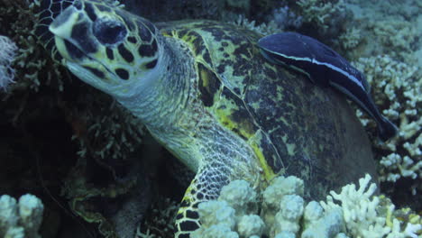 Turtle-by-the-Coral-Reef-of-The-Red-Sea-of-Egypt-shot-on-4K