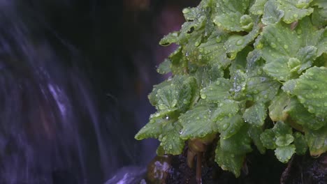 Pflanzen-Mit-Wassertropfen-Auf-Grünen-Blättern-Und-Wasserfall-Im-Hintergrund