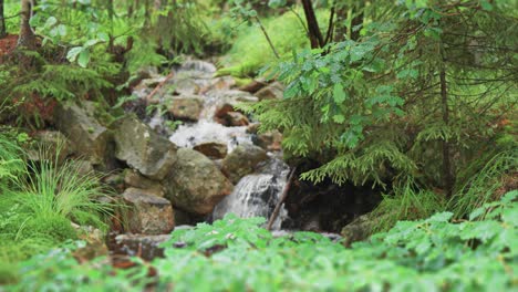 A-small-stream-cascades-over-the-moss-covered-rocks-in-the-lush-green-summer-forest