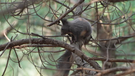 Grey-Eurasian-Red-Squirrel-Grooming-Scratching-Fur-on-Pine